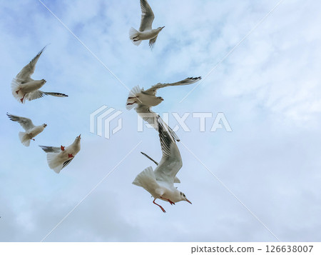 Seagulls fly in the sky over the sea 126638007