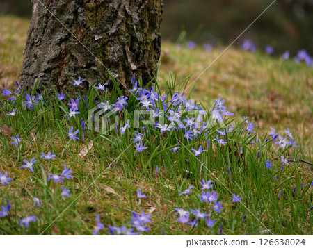 Blue flowers (Scilla, Bluebell) blooming under a tree in early spring 126638024