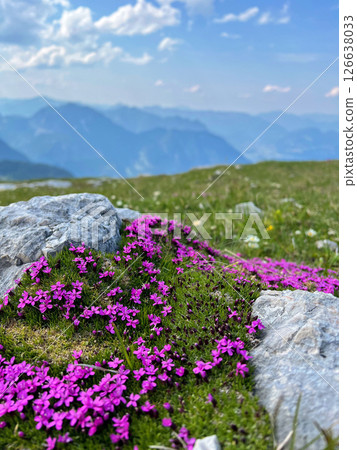 Purple flowers in the mountains on a sunny summer day. Scenic view of the Dolomites, Italy. 126638033