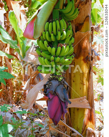 Banana flower. Green unripe fruits growing on a tree branch, the Canary island of Tenerife 126638044