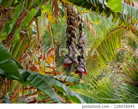 Banana flower growing on a tree branch, the Canary island of Tenerife 126638045