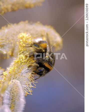 Close-up photo of a bumblebee on an easter willow Close-up photo of a bumblebee on an easter willow 126638049