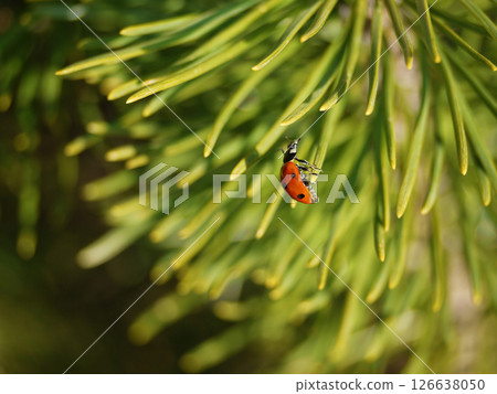 Close up photo of a ladybug on pine needles Close up photo of a ladybug on pine needles 126638050