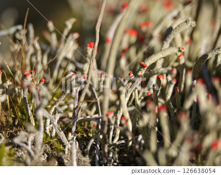 Close-up photo of lichen moss Cladonia vulcani Close-up photo of lichen moss Cladonia vulcani 126638054