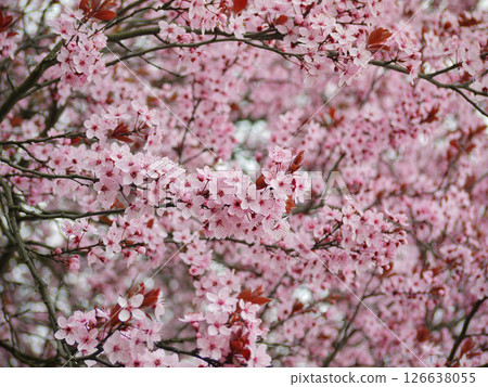 Pink cherry (sakura) blossom in spring 126638055