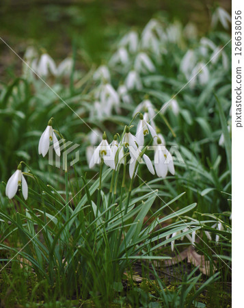 First spring flowers snowdrops blossom First spring flowers snowdrops blossom 126638056