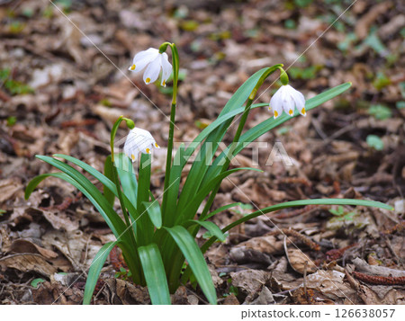 First spring flowers snowdrops blossom First spring flowers snowdrops blossom 126638057