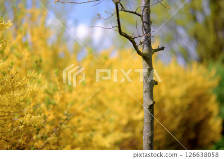 Tree trunk at the background of a blooming yellow bush Tree trunk at the background of a blooming yellow bush 126638058