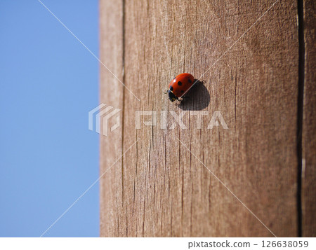 Close up photo of a ladybug on a tree bark 126638059
