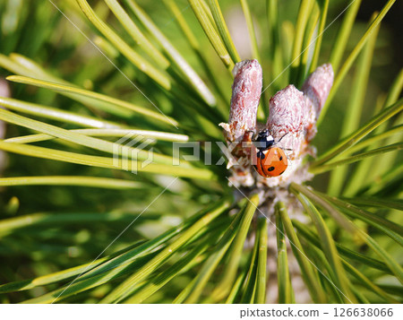 Close up photo of a ladybug on pine needles 126638066