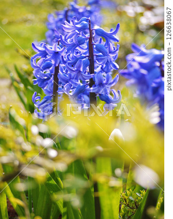 Blue hyacinth blooms on a sunny spring day 126638067