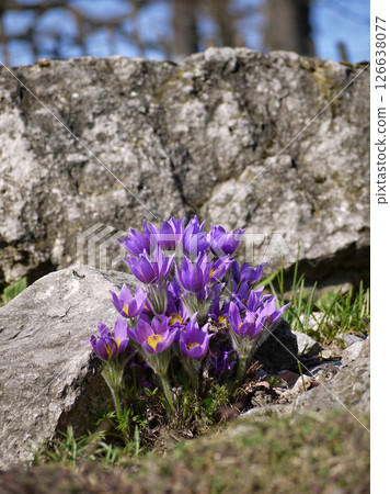 Pulsatilla vulgaris blossom in spring time in Turkenschanz Park, Wien Pulsatilla vulgaris blossom in spring time in Turkenschanz Park, Wien 126638077