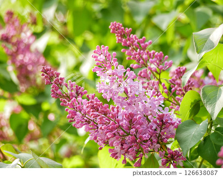 Lilac Syringa blooms in spring in Turkenschanz Park, Wien Lilac Syringa blooms in spring in Turkenschanz Park, Wien 126638087