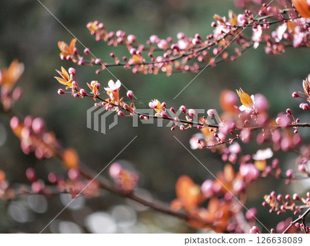 First spring flowers - sakura cherry blossom in Wien First spring flowers - sakura cherry blossom in Wien 126638089