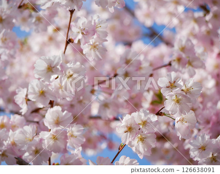 First spring flowers - sakura cherry blossom in Wien First spring flowers - sakura cherry blossom in Wien 126638091