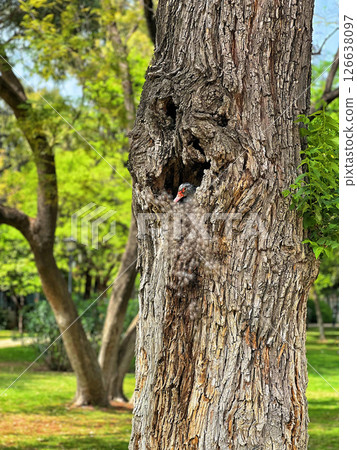 Duck nest in a hollow tree in Maria Luisa Park in Sevilla 126638097