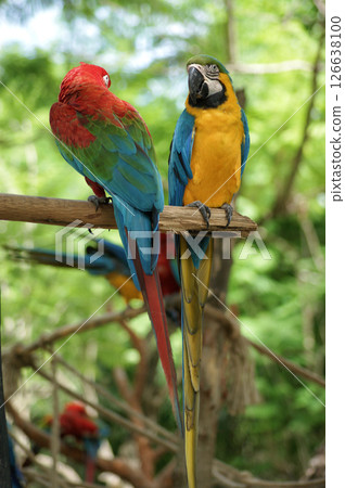 Two macaw parrots siting on a tree branch and looking at each other in Manati Park, Bavaro-Punta Cana, Republica Dominicana 126638100