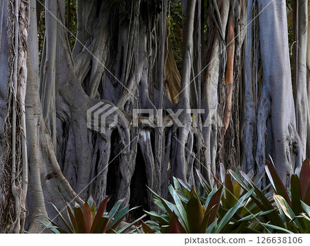 Close up trunk of giant 200 years old tree Ficus Macrophylla Columnaris (Moraceae) with many aerial prop roots, growing in the botanical garden Puerto de la Cruz, La Orotava, Canary Islands, Tenerife Close up trunk of giant 200 years old tree Ficus Macrophylla Columnaris (Moraceae) with many aerial prop roots, growing in the botanical garden Puerto de la Cruz, La Orotava, Canary Islands, Tenerife 126638106