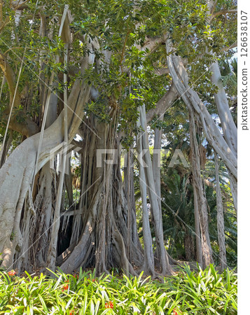 Huge 200 years old tree Ficus Macrophylla Columnaris (Moraceae) with many aerial prop roots and trunks, growing in the botanical garden of Puerto de la Cruz, La Orotava, Canary Islands, Tenerife Huge 200 years old tree Ficus Macrophylla Columnaris (Moraceae) with many aerial prop roots and trunks, growing in the botanical garden of Puerto de la Cruz, La Orotava, Canary Islands, Tenerife 126638107
