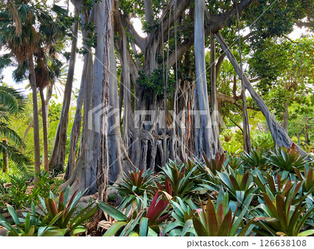 Huge 200 years old tree Ficus Macrophylla Columnaris (Moraceae) with many aerial prop roots and trunks, growing in the botanical garden of Puerto de la Cruz, La Orotava, Canary Islands, Tenerife Huge 200 years old tree Ficus Macrophylla Columnaris (Moraceae) with many aerial prop roots and trunks, growing in the botanical garden of Puerto de la Cruz, La Orotava, Canary Islands, Tenerife 126638108