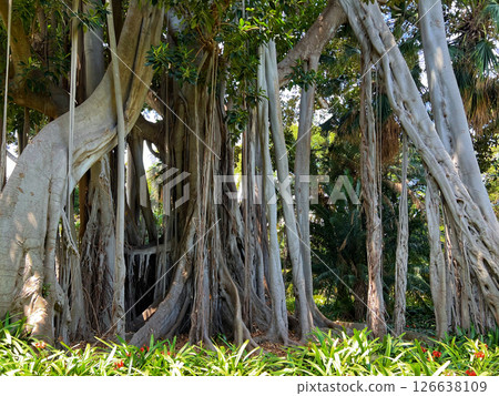 Huge 200 years old tree Ficus Macrophylla Columnaris (Moraceae) with many aerial prop roots and trunks, growing in the botanical garden of Puerto de la Cruz, La Orotava, Canary Islands, Tenerife Huge 200 years old tree Ficus Macrophylla Columnaris (Moraceae) with many aerial prop roots and trunks, growing in the botanical garden of Puerto de la Cruz, La Orotava, Canary Islands, Tenerife 126638109