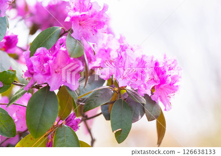 Purple azalea blooming in spring Purple azalea blooming in spring 126638133