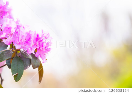 Purple azalea blooming in spring Purple azalea blooming in spring 126638134