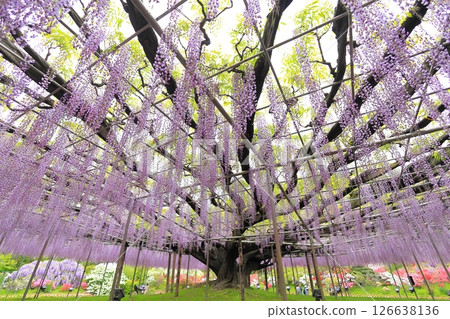 足利花公園紫藤花 126638136
