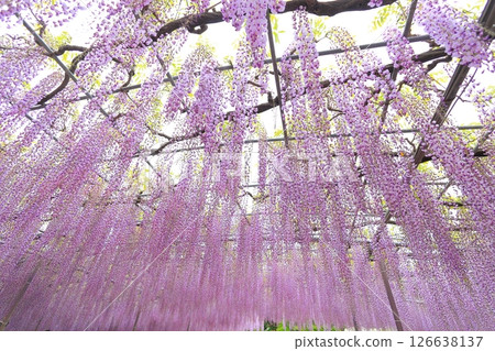 足利花公園紫藤花 126638137
