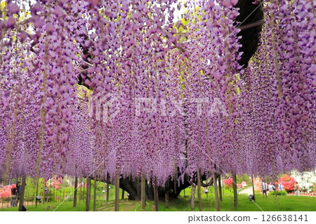 Ashikaga Flower Park wisteria flower 126638141
