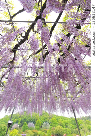 Ashikaga Flower Park wisteria flower Ashikaga Flower Park wisteria flower 126638147