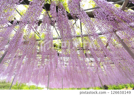 Ashikaga Flower Park wisteria flower 126638149