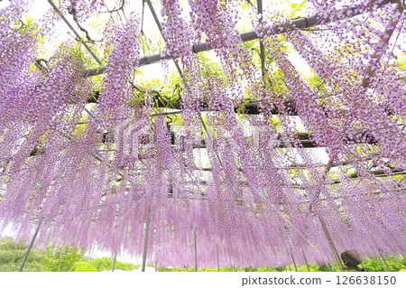 足利花公園紫藤花 126638150