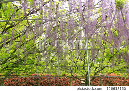 Ashikaga Flower Park wisteria flower Ashikaga Flower Park wisteria flower 126638160