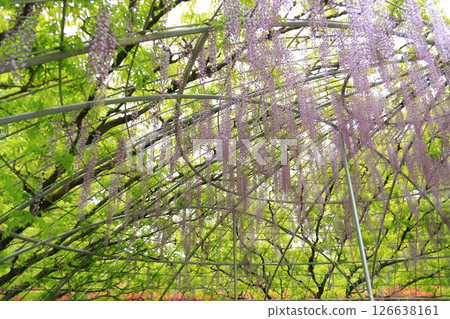 Ashikaga Flower Park wisteria flower 126638161