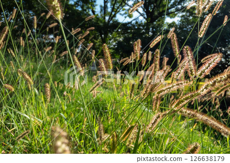 一個字段 126638179