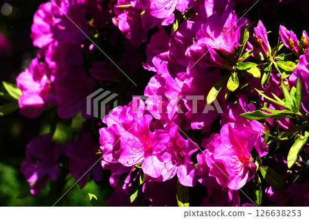 Great purple azalea Great purple azalea 126638253