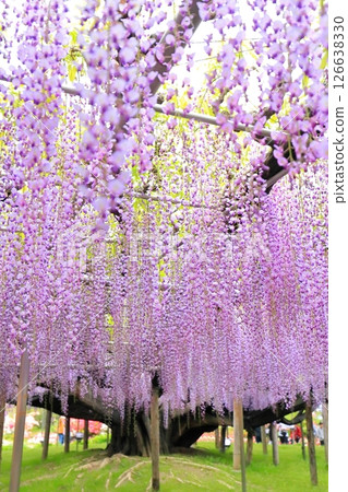 Ashikaga Flower Park wisteria flower Ashikaga Flower Park wisteria flower 126638330