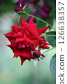 一朵紅玫瑰 126638357