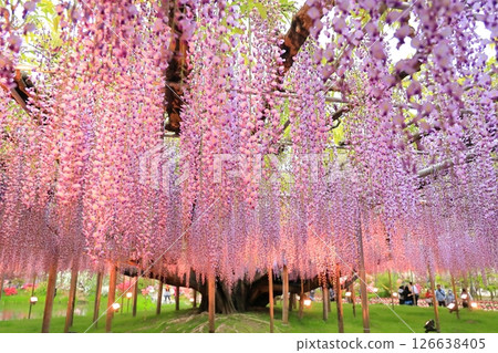 足利花園Ofuji和杜鵑花點亮了 126638405