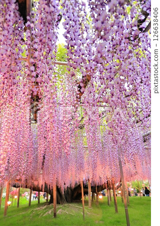 Ashikaga Flower Park Ofuji and Azalea lit up 126638406