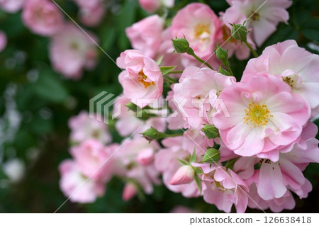 刷漫步者 刷漫步者 126638418