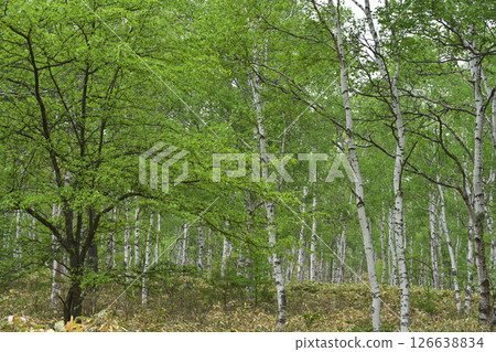 Shirakaba no Mori 126638834