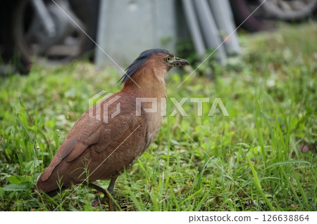 黑冠麻鷺 126638864