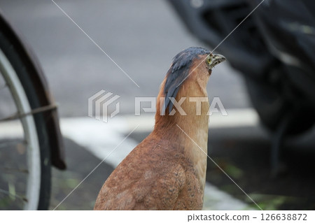 黑冠麻鷺 126638872