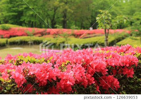 Red azaleas in full bloom 126639053