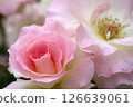 Matilda Pink Rose 126639061