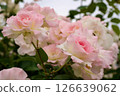 Matilda Pink Rose 126639062