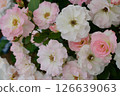Matilda Pink Rose 126639063