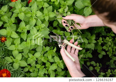 Growing medicinal plants in a garden filled with lush greenery and vibrant flowers. Collecting peppermint. 126639287